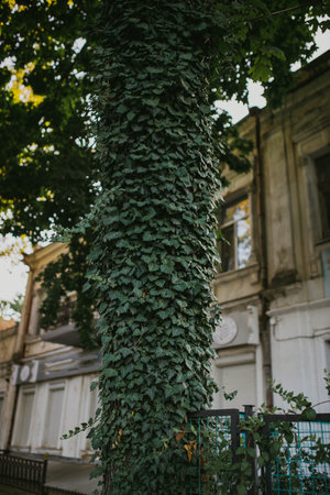Very nice and organically looks an ivy, which winds its way around tree and gives additional highlight to it.の写真素材