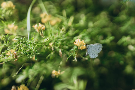 Small Blue Butterfly (Cupido minimus) resting on a leaf