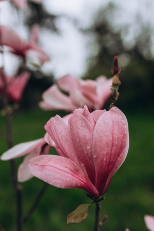 Bright blossoming pink flower growing on thin branch of Magnolia campbellii shrub in spring gardenの写真素材