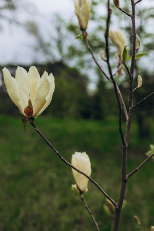 Bright blossoming yellow flower growing on thin branch of Magnolia campbellii shrub in spring gardenの写真素材