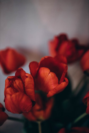 Graceful bouquet of tender red tulips. Light vintage vase with bunch of flowers is located on the...