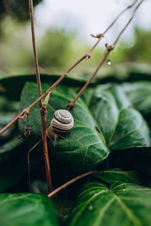 Single snail shell, on ivy, hedera helix, under the warm spring sunの写真素材