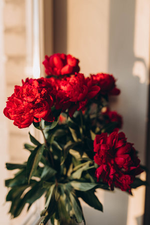 Red peonies in a glass vase Fresh bouquet of red flowers at sunset yellow light. Bright floral bunch on white wall and window background. Trendy postcard template, text place, copy space, close upの写真素材