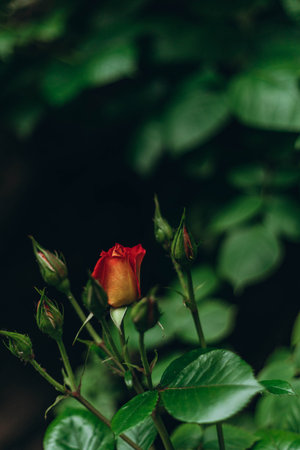 red roses in their natural habitat in full bloom, a bouquet of flowers close up, elegant, intimate, romantic, delicate on a blurred background, Blooming delicate roses in the city garden.の写真素材