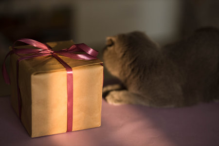 Short-haired gray breed Scottish fold cat posing with a violet ribbon giftbox with a bow on a sunset...