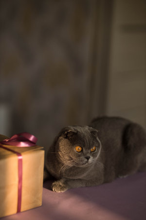Short-haired gray breed Scottish fold cat posing with a violet ribbon giftbox with a bow on a sunset light at home, blurred background. happy birthday concept. Preparing for the holidayの写真素材