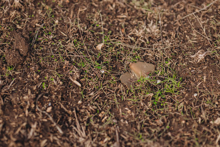 Anty personal mine PFM, Ukraine Minefield on wartime front lines. Explosive device near former frontlines left in the field, invasion campaign in southern Ukraine, war dangerous aの写真素材