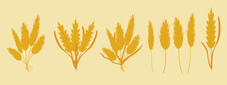 Vector set bouquets of wheat, dried flowers, rye, barley ears, wheat germ grains. Cute and flat style. Beautiful illustration for creating design, stickers, wrappers, postcards, banners, websites.のイラスト素材