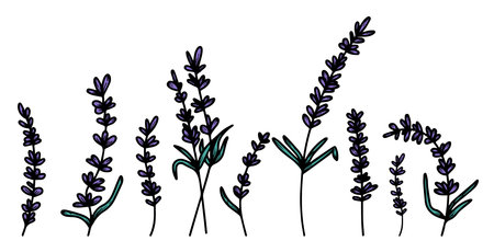 Set of hand-drawn lavender flowers with leaves, medical herbs. To create a banner, poster, postcards, patterns. Vintage vector illustration, French Provence concept, botanical trend.のイラスト素材
