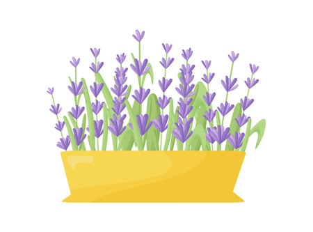 Lavender flowers in a ceramic pot. Vector illustration of lavender blooming in a modern style. Indoor plants in a clay pot. Gardening.のイラスト素材
