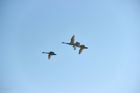 Swanの写真素材