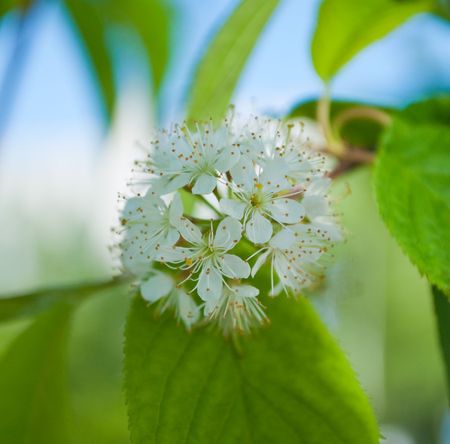 kind of cherry treeの写真素材