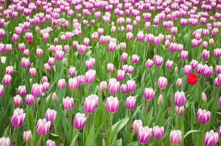 Colourful tulipsの写真素材