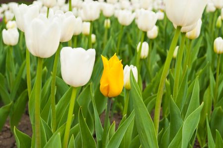 Colourful tulipsの写真素材