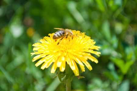 BEE ON A YELLOW FLOWERの写真素材