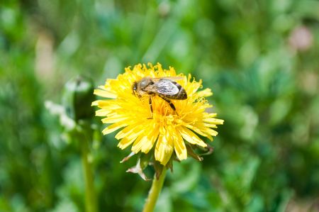 BEE ON A YELLOW FLOWERの写真素材