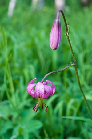 rose lily on timber gladeの写真素材