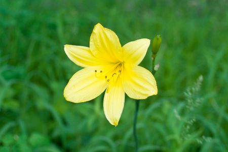 Yellow lilyの写真素材