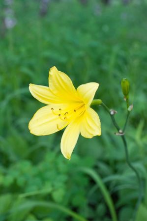 Yellow lilyの写真素材