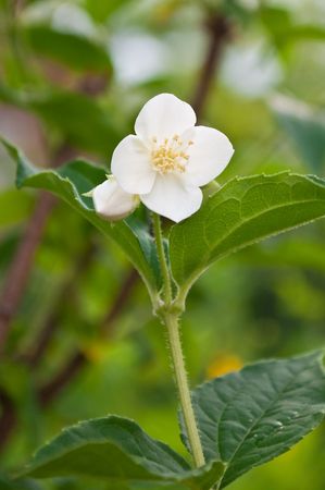 flower of blooming jasmine shrubの写真素材