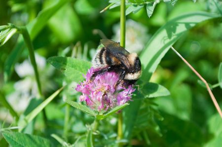 bumble beeの写真素材