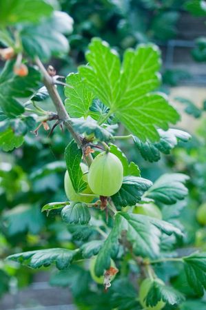 ripening gooseberriesの写真素材