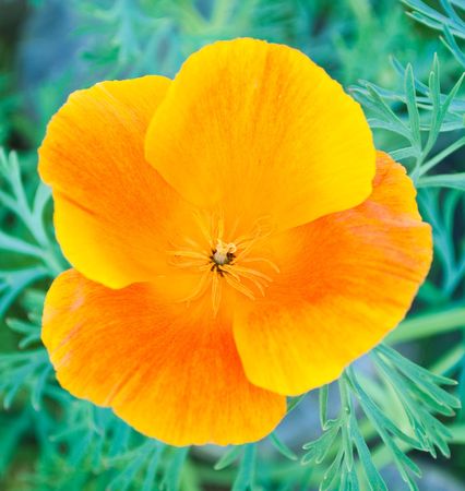 glowing flowerの写真素材