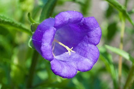 Bluebellの写真素材