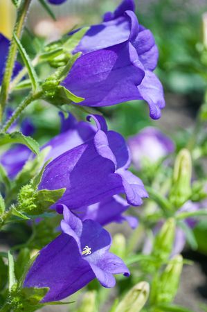 Bluebellsの写真素材