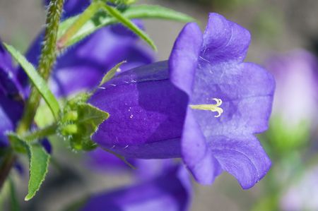 Bluebellの写真素材