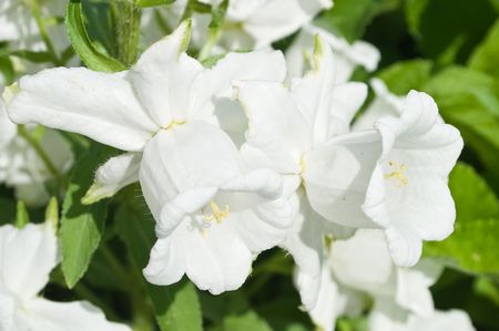 white campanula (bellflower)の写真素材