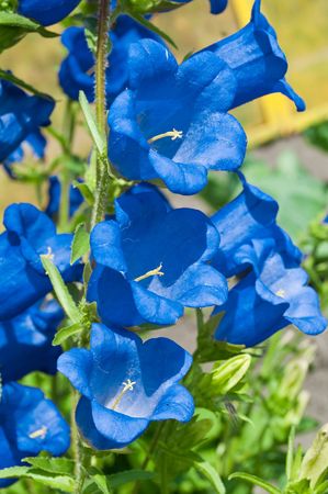 Bluebellsの写真素材