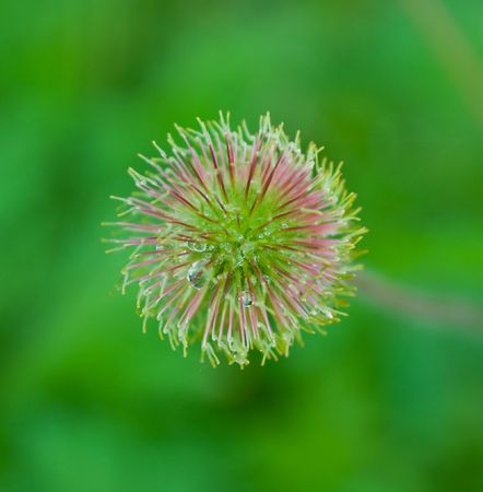 summer flower, buttercup seedの写真素材