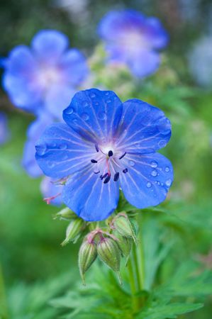bright flower with drop of waterの写真素材