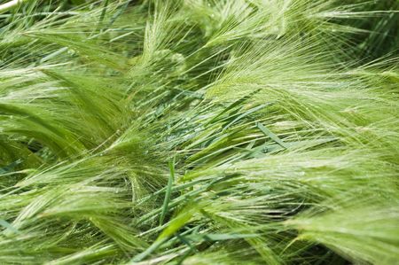 green cerealの写真素材