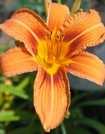 orange lilyの写真素材