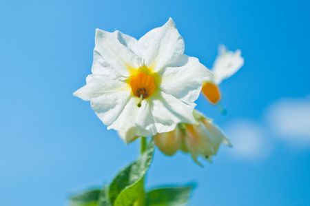 white flowers of potatoの写真素材