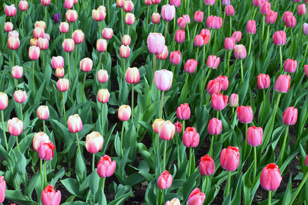 Pink tulips in the flower garden. Spring nature background for card design or web banner.の写真素材