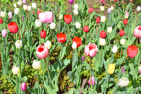 Flower bed with colorful tulips: red, white, pink, yellow. Spring nature background for card design or web banner. Beautiful bouquet.の写真素材