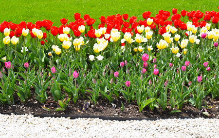 Flower bed with colorful tulips: red, white, pink, yellow. Bright fresh flowers, green grass and white stones. Spring nature background for card design or web banner. Beautiful bouquet.の写真素材
