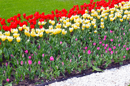 Flower bed with colorful tulips: red, white, pink, yellow. Bright fresh flowers, green grass and white stones. Spring nature background for card design or web banner. Beautiful bouquet.の写真素材