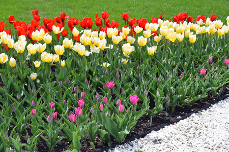 Flower bed with colorful tulips: red, white, pink, yellow. Bright fresh flowers, green grass and white stones. Spring nature background for card design or web banner. Beautiful bouquet.の写真素材