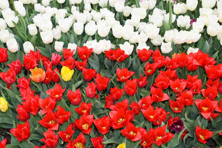 Flower bed with colorful tulips: red and white. Bright fresh flowers and green leaves. Spring nature background for card design or web banner. Beautiful bouquet.の写真素材