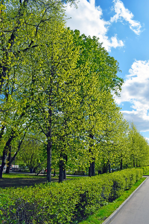 Trees, trimmed bushes and road. Fresh bright greens and blue sky with clouds. Park in the spring (or summer).の写真素材