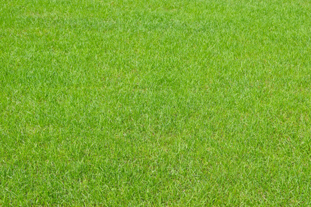Green grass texture. Fresh spring background. Lawn, meadow or field.の写真素材