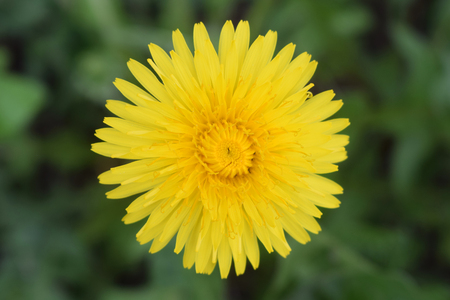 Dandelion on green meadow. Flower of yellow color. Spring nature background for card design or web banner.の写真素材