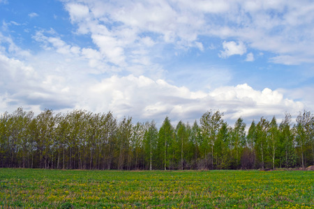Green birch grove on a sunny summer day. Landscape with forest, field with yellow flowers and green grass, blue sky with white clouds. Natural background.の写真素材