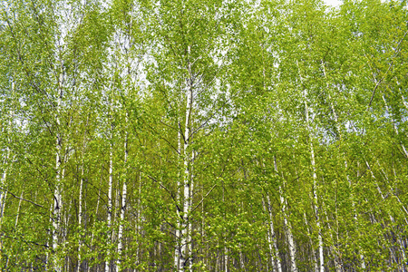Green birch grove on a sunny summer day. Landscape background.の写真素材