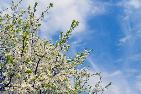 Cherry blossom branch on blue sky background. White flowers and green leaves. Spring landscape. Copy space.の写真素材