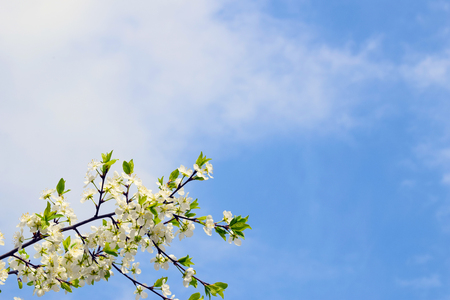 Cherry blossom branch on blue sky background. White flowers and green leaves. Spring landscape. Copy space.の写真素材